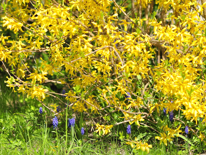 Blommande prydnadsbuske Forsythia